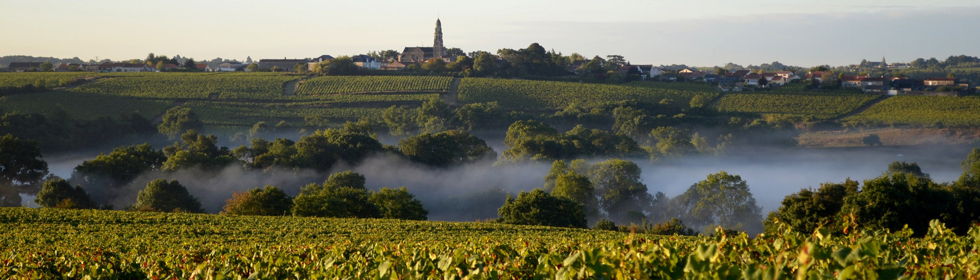 Domaine Chéreau-Carré