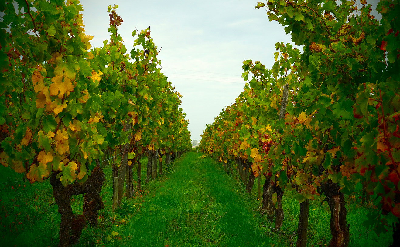 Château Clos de Sarpe