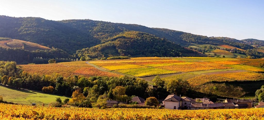 Domaine Gonin