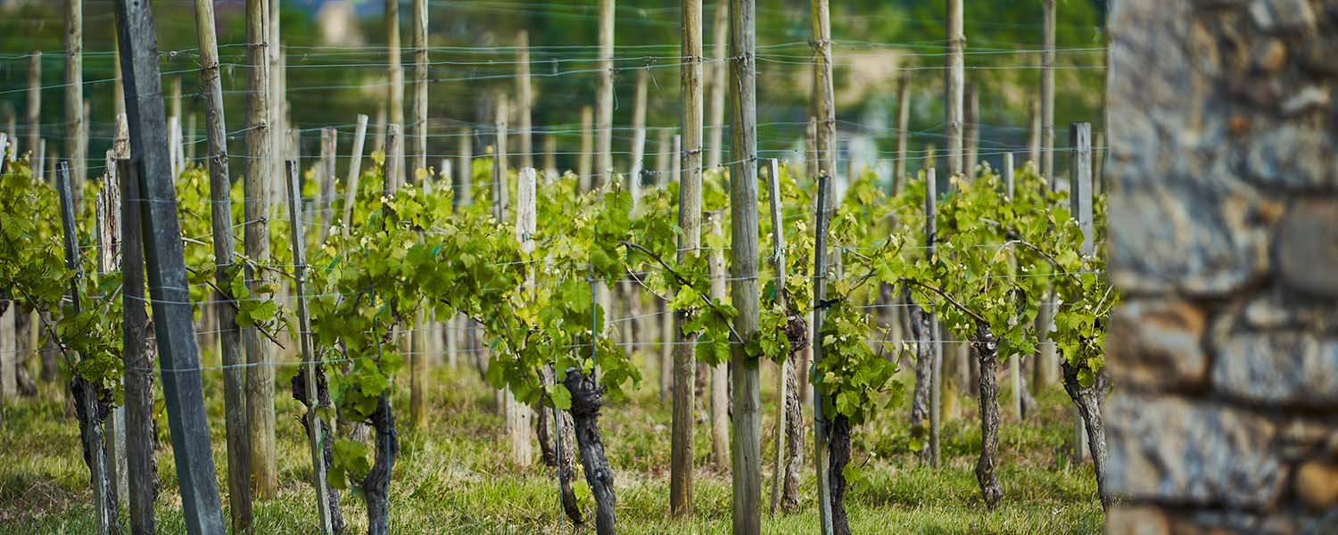 Clos Mazangé