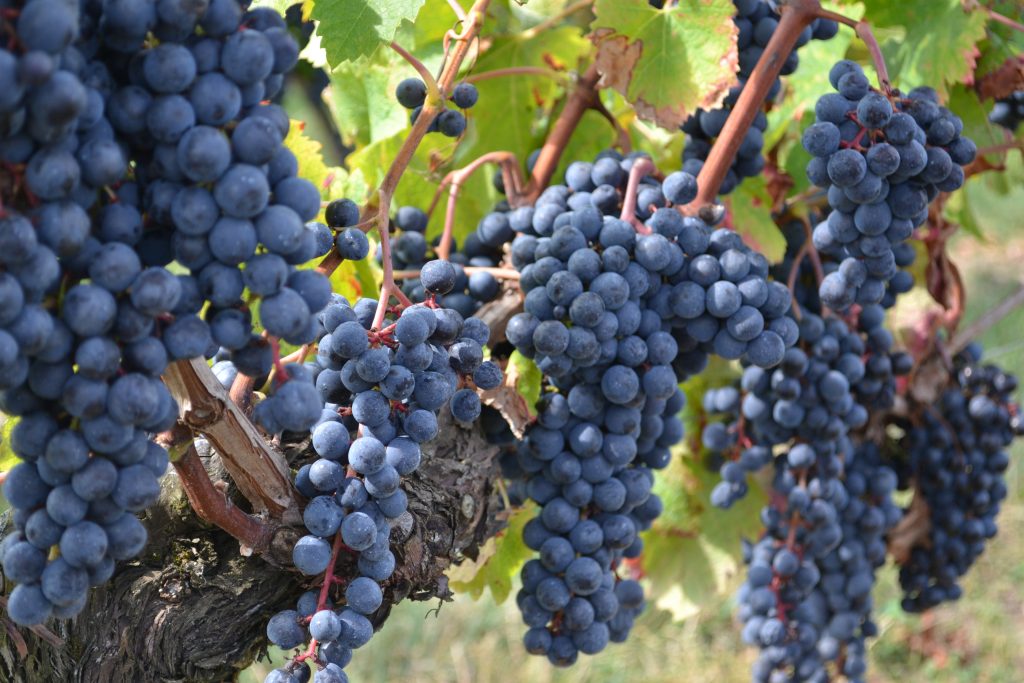 Vignobles Rousselot