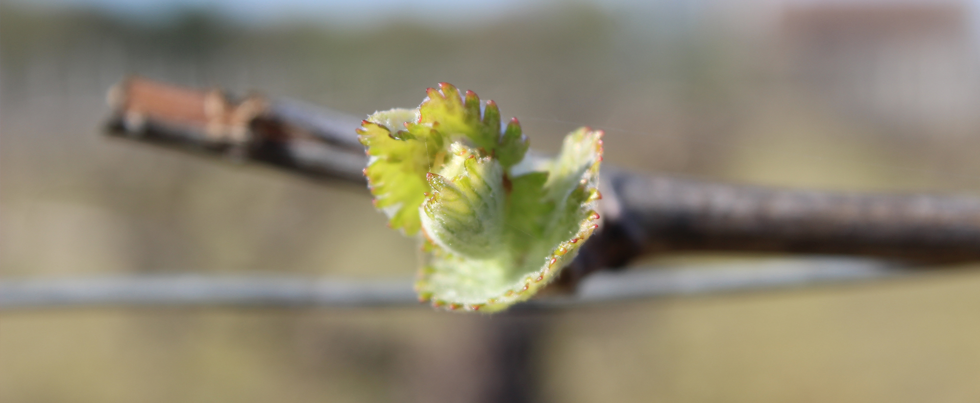 Domaine du Vivier