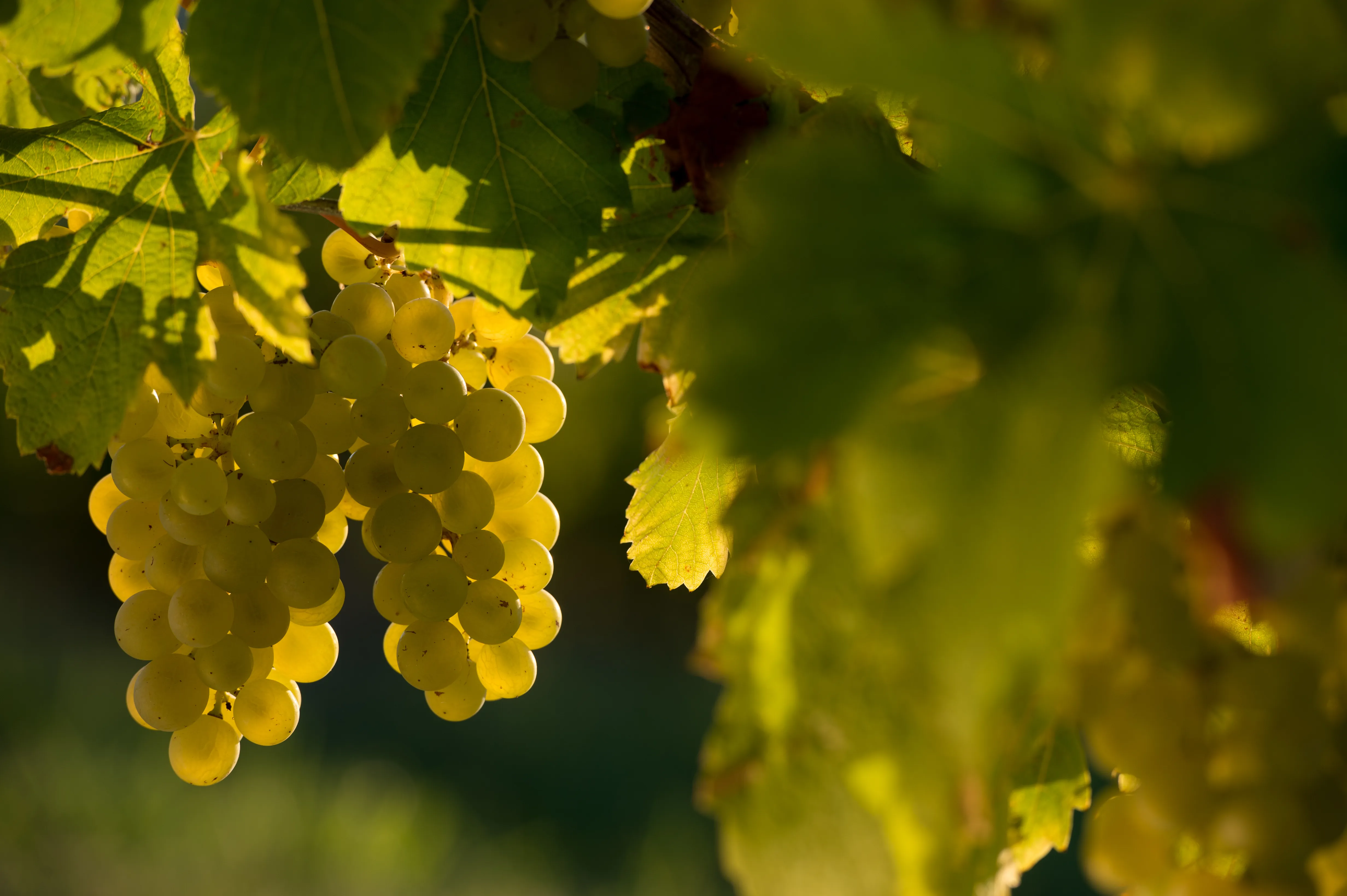 Domaine de la Gauche