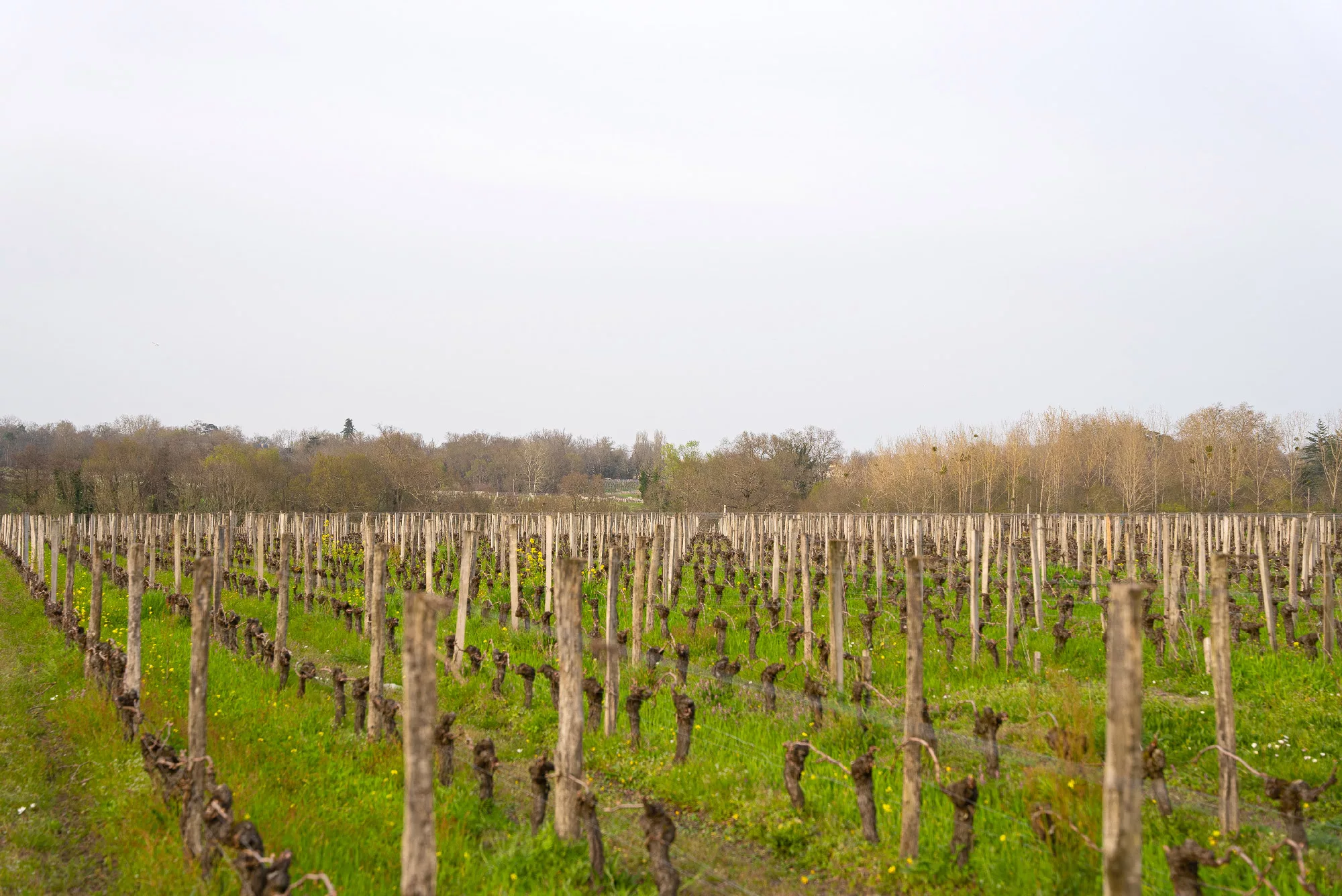 Château Vieux Maillet