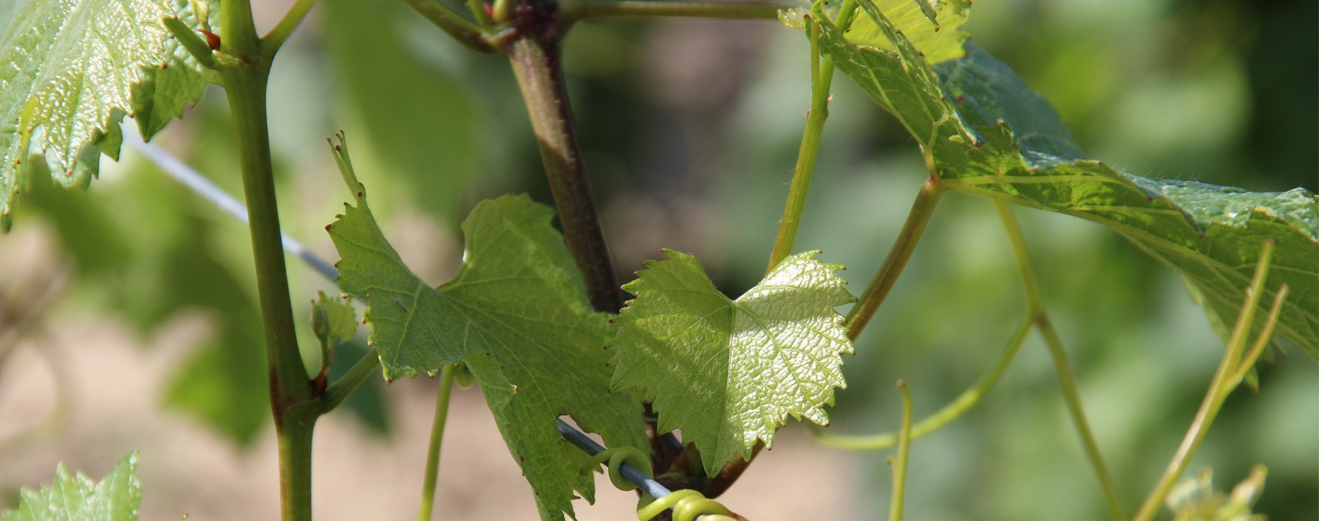 Vignoble Arnaud Aucoeur