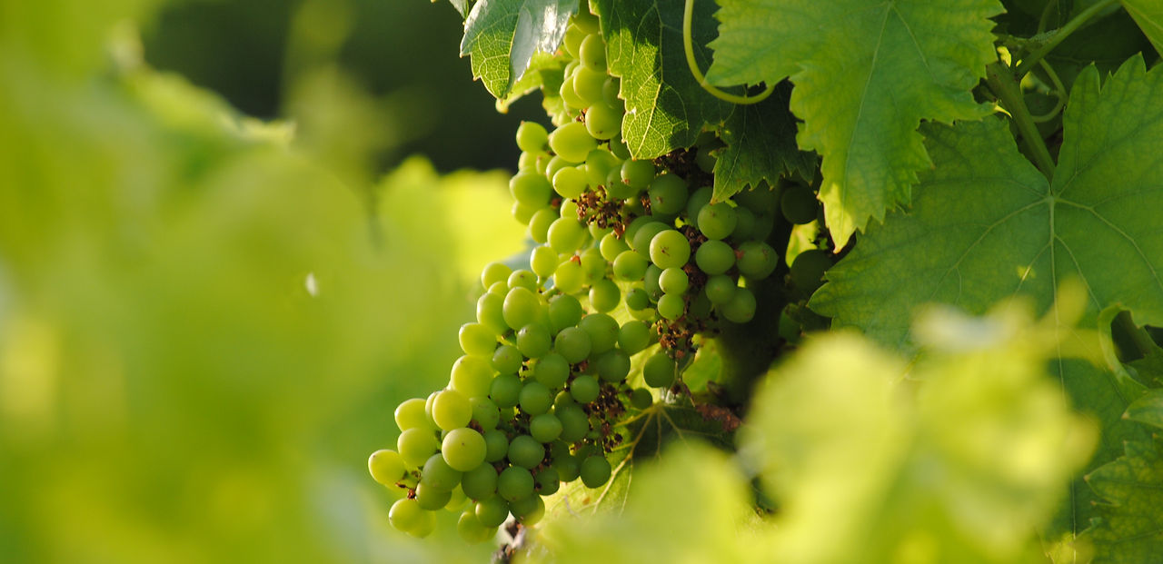 Domaine les Asseyras