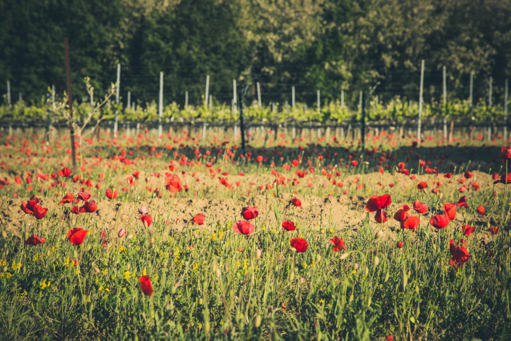 Domaine Bonetto Fabrol