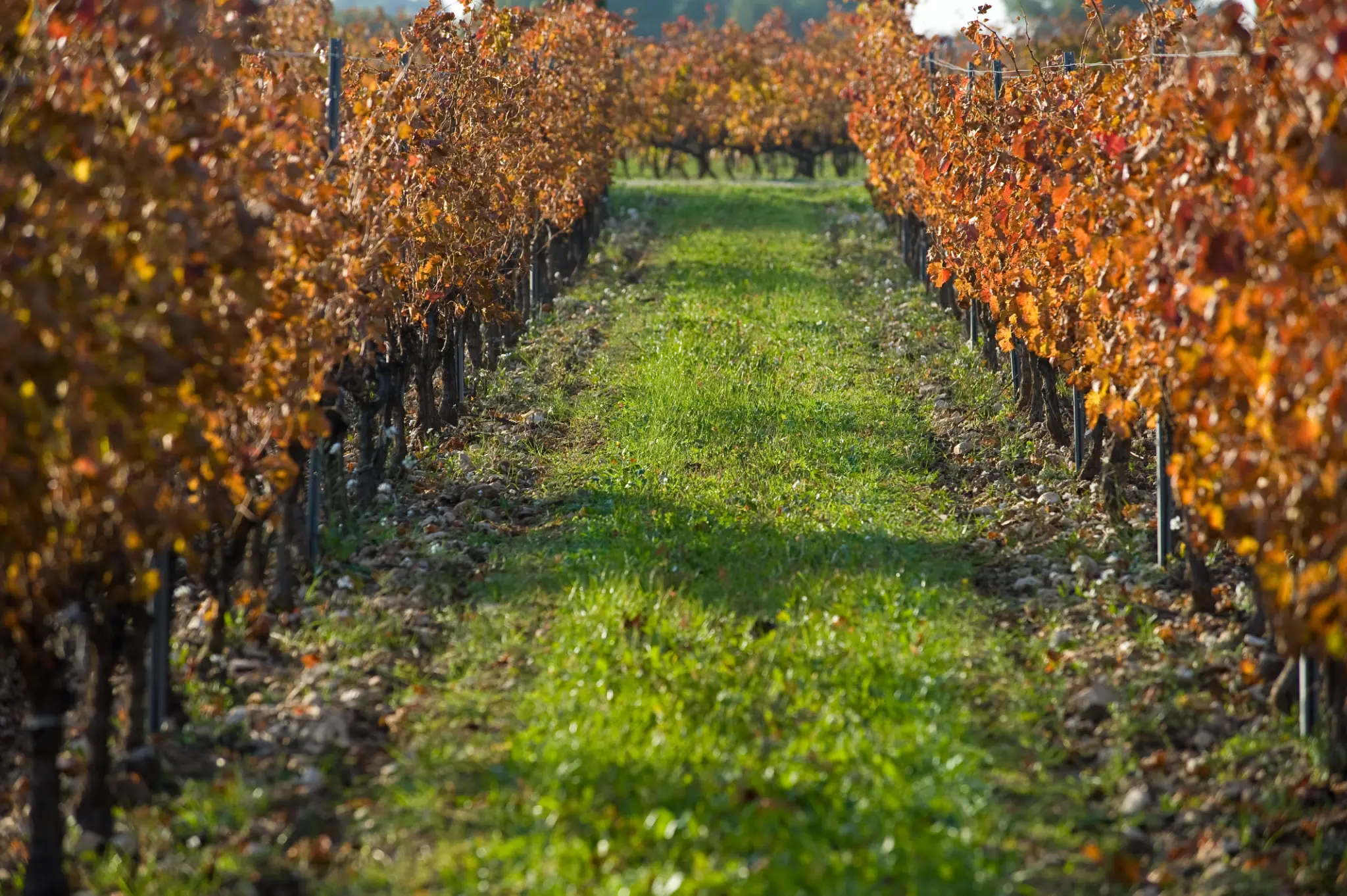 Domaine de Fondreche