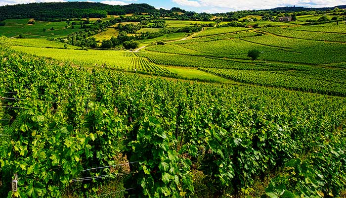 Domaine des 3 Dames
