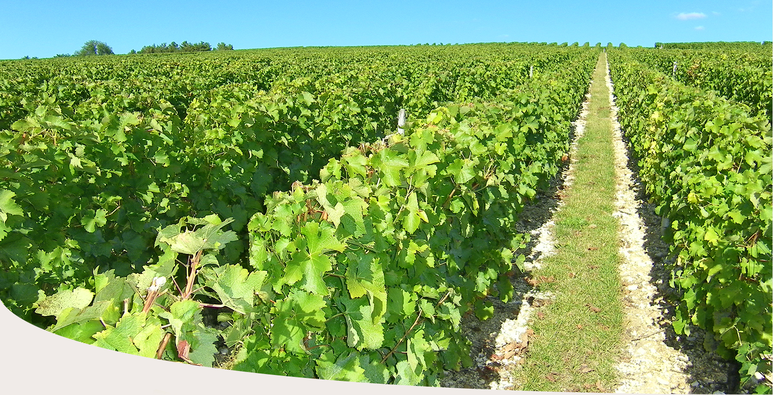 Domaine Christian Thirot Fournier