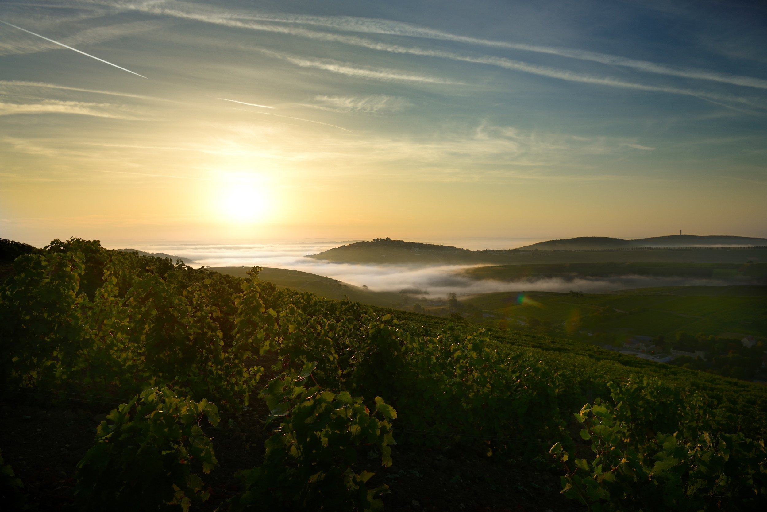 Domaine Gérard Fiou