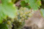 Domaine des Sardelles