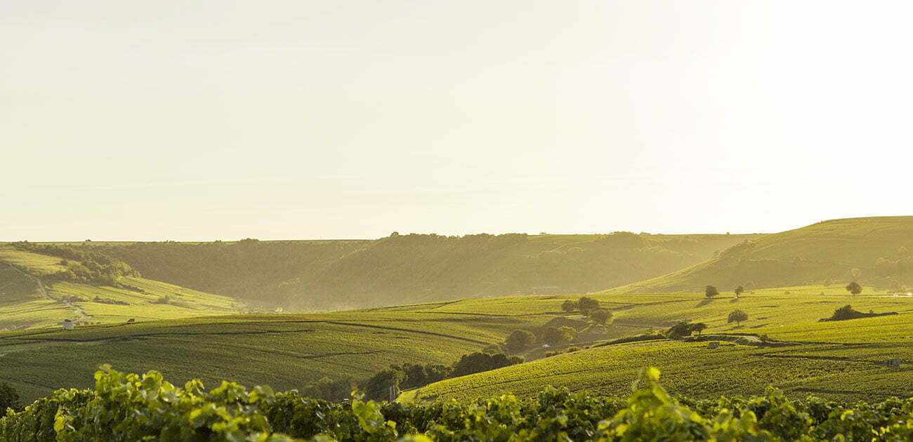 Domaine Pascal Jolivet