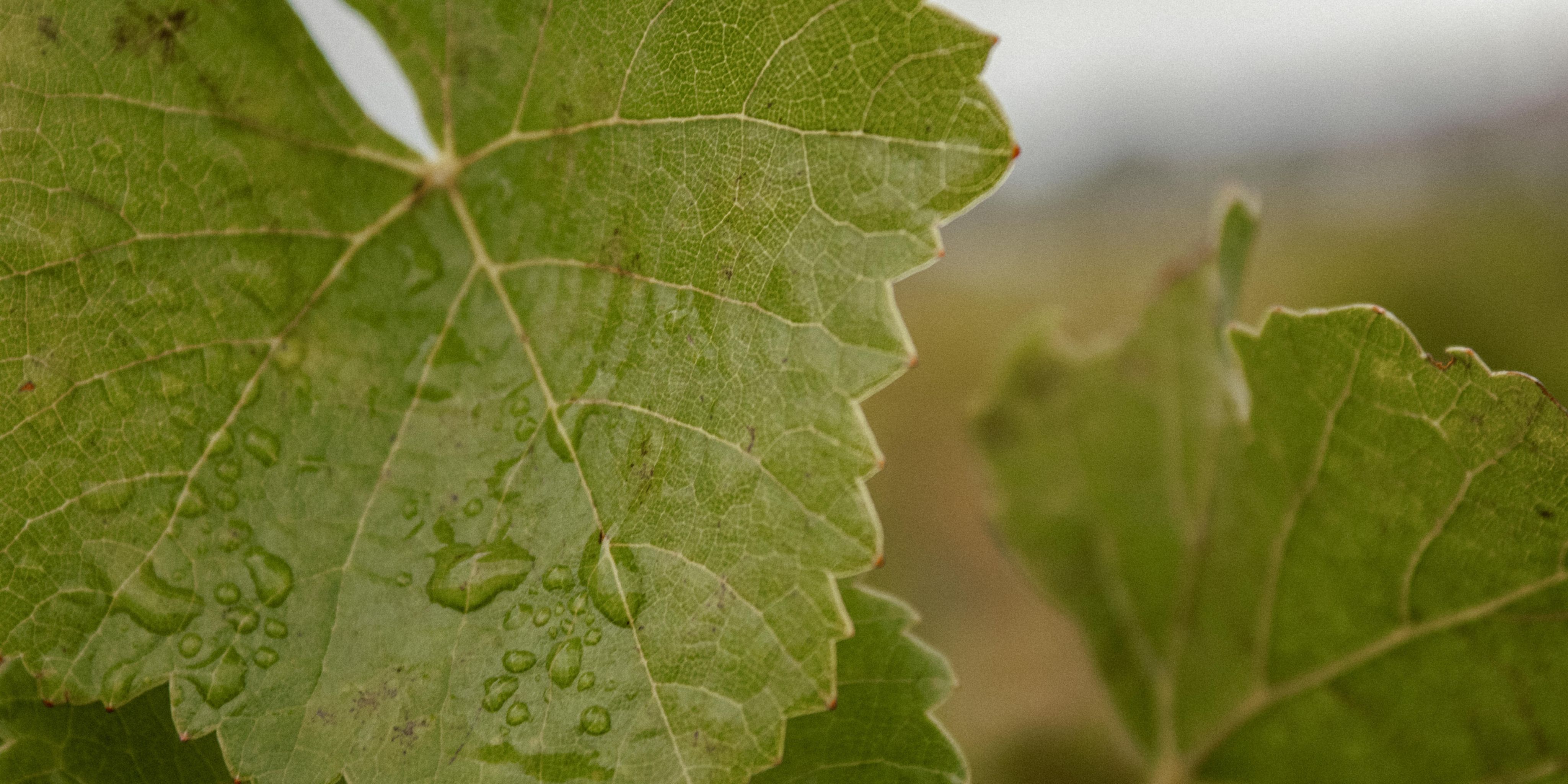 Cave des Vins de Sancerre