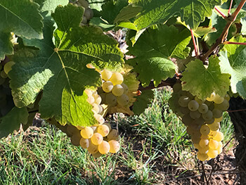 Domaine Alain Gueneau