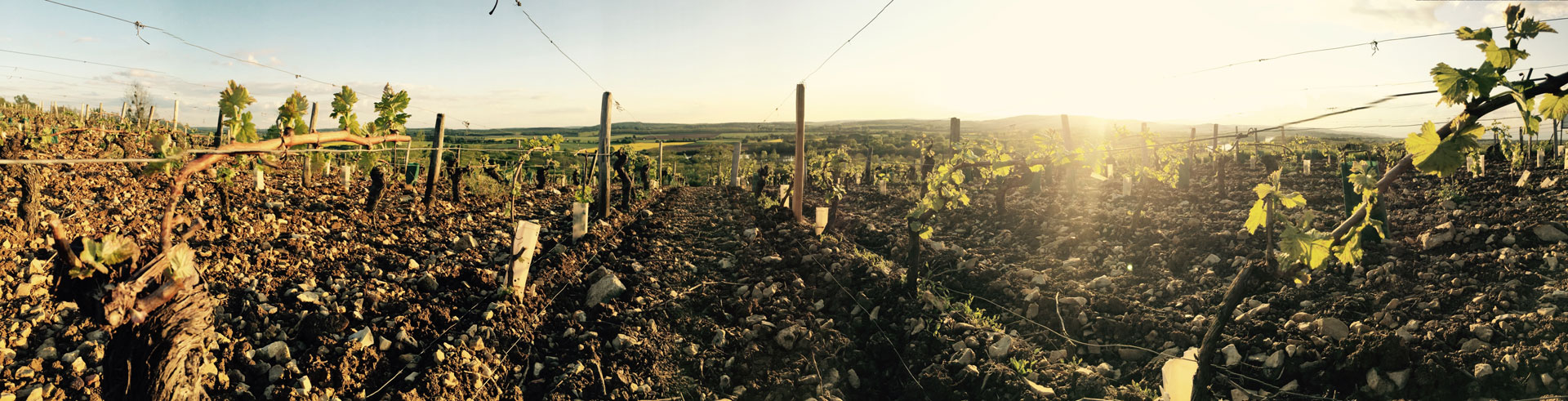 Domaine Carroy