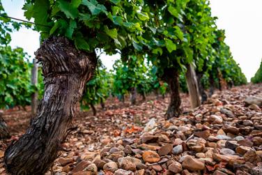 Domaine Champeau