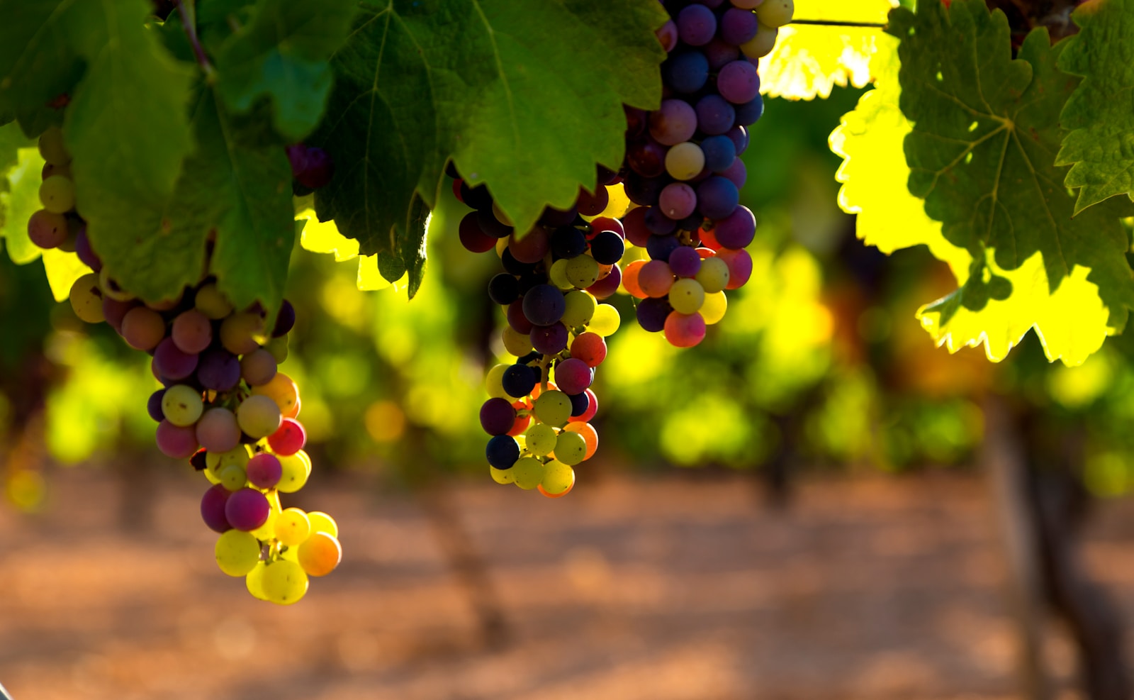 Domaine Belleville