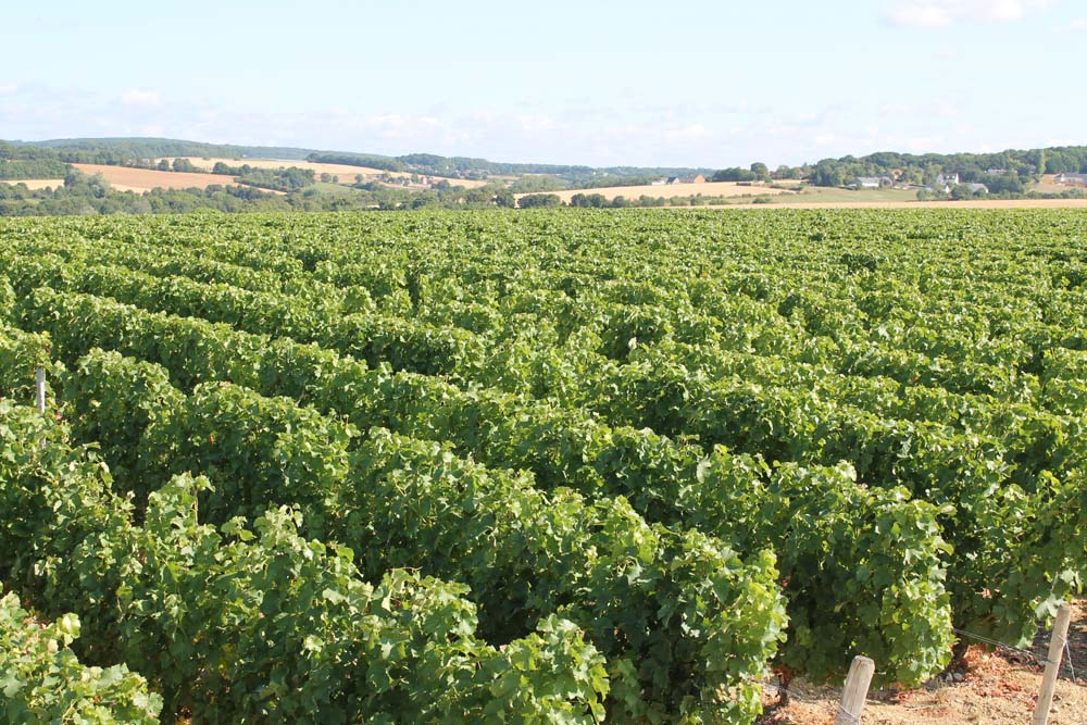 Domaine de Dionet
