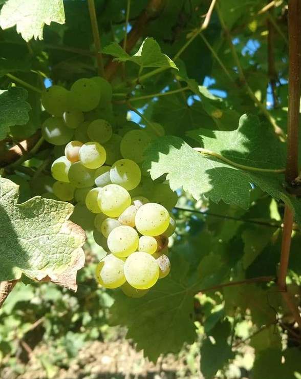 Domaine Gogué
