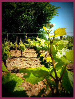 Domaine de Loye