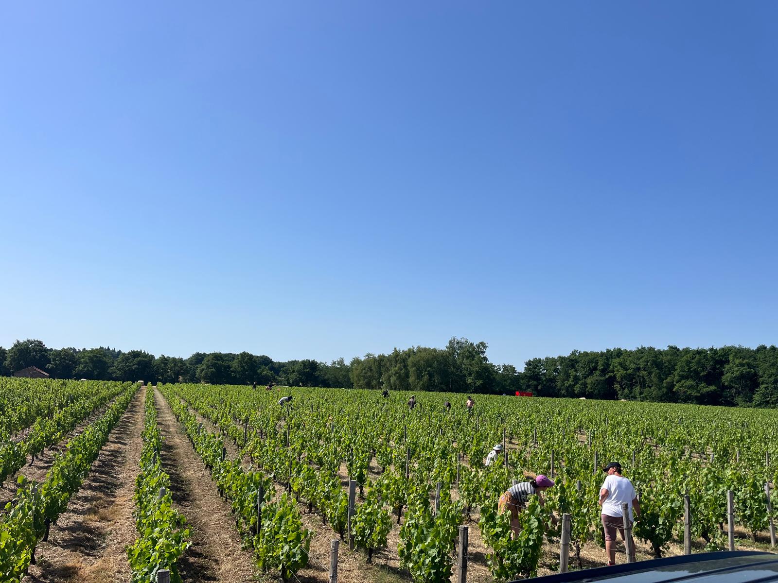 Domaine du Chaillot