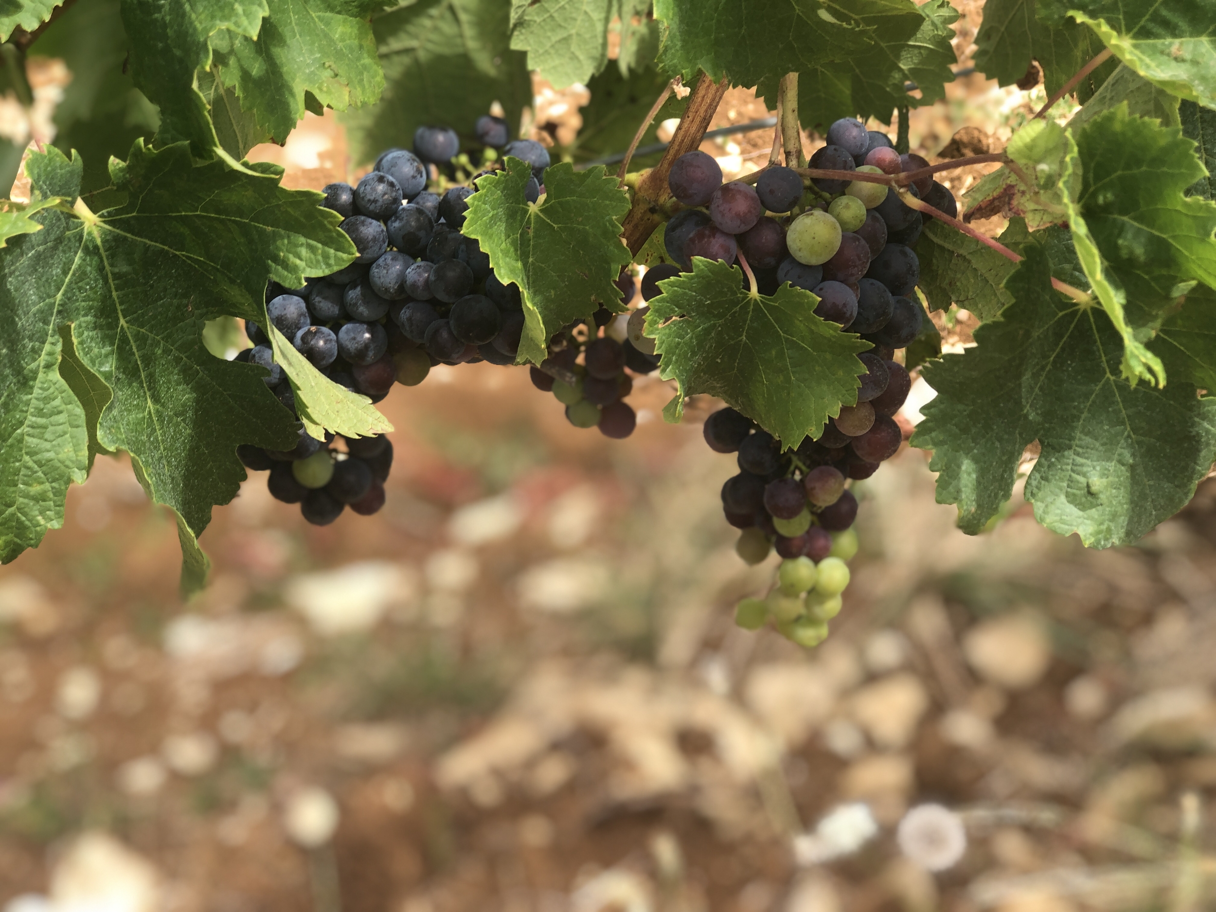 Domaine de Lancement
