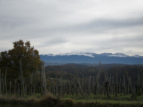 Domaine Montaut