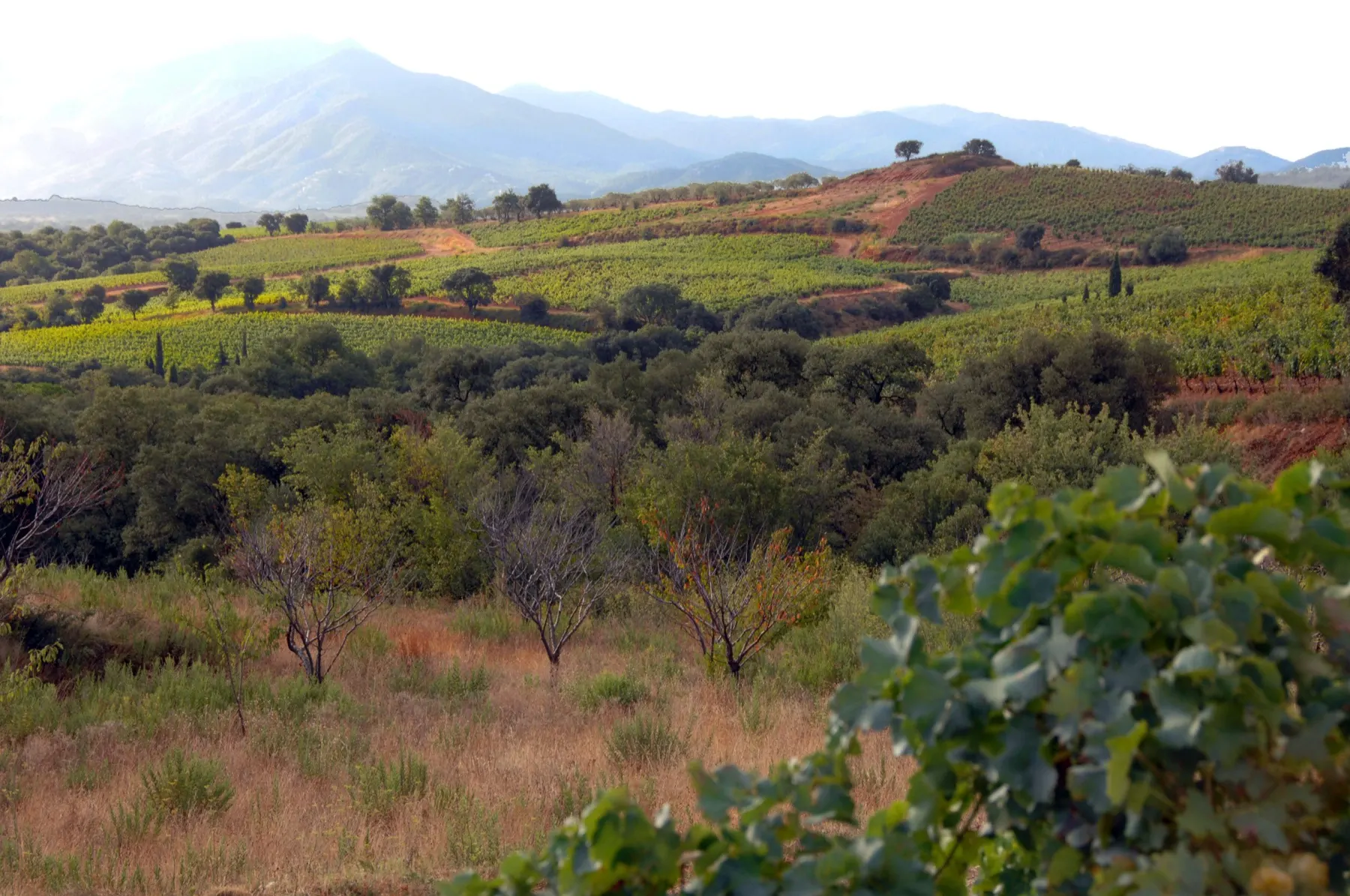 Domaine du Lendemain