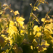 Domaine de la Garelle
