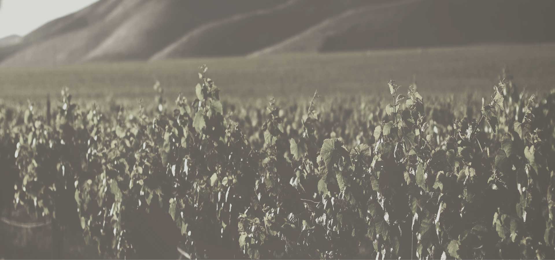 Domaine Madelin-Petit