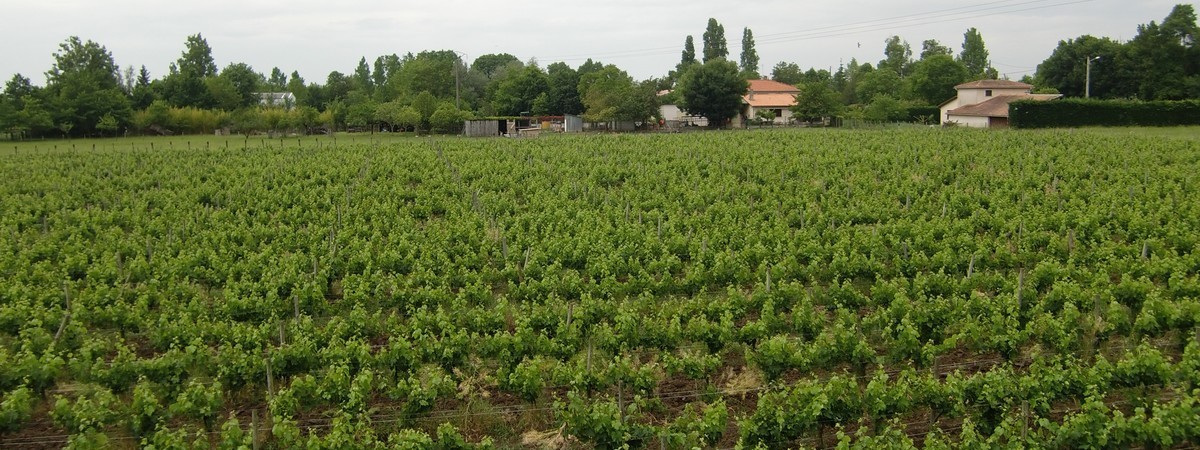 Domaine de la Vrille