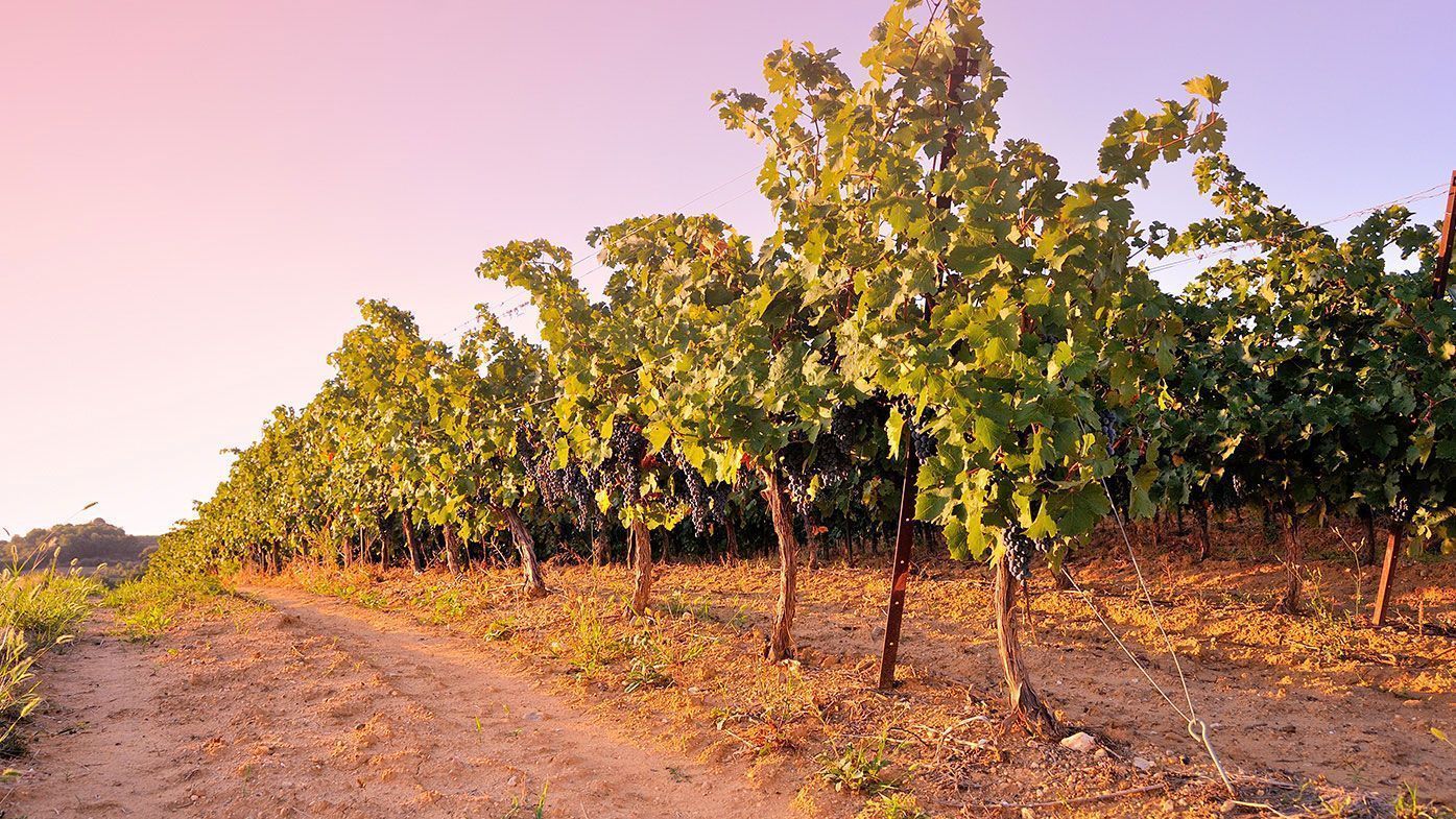 Cave Coopérative Les Vignerons d'Ensérune