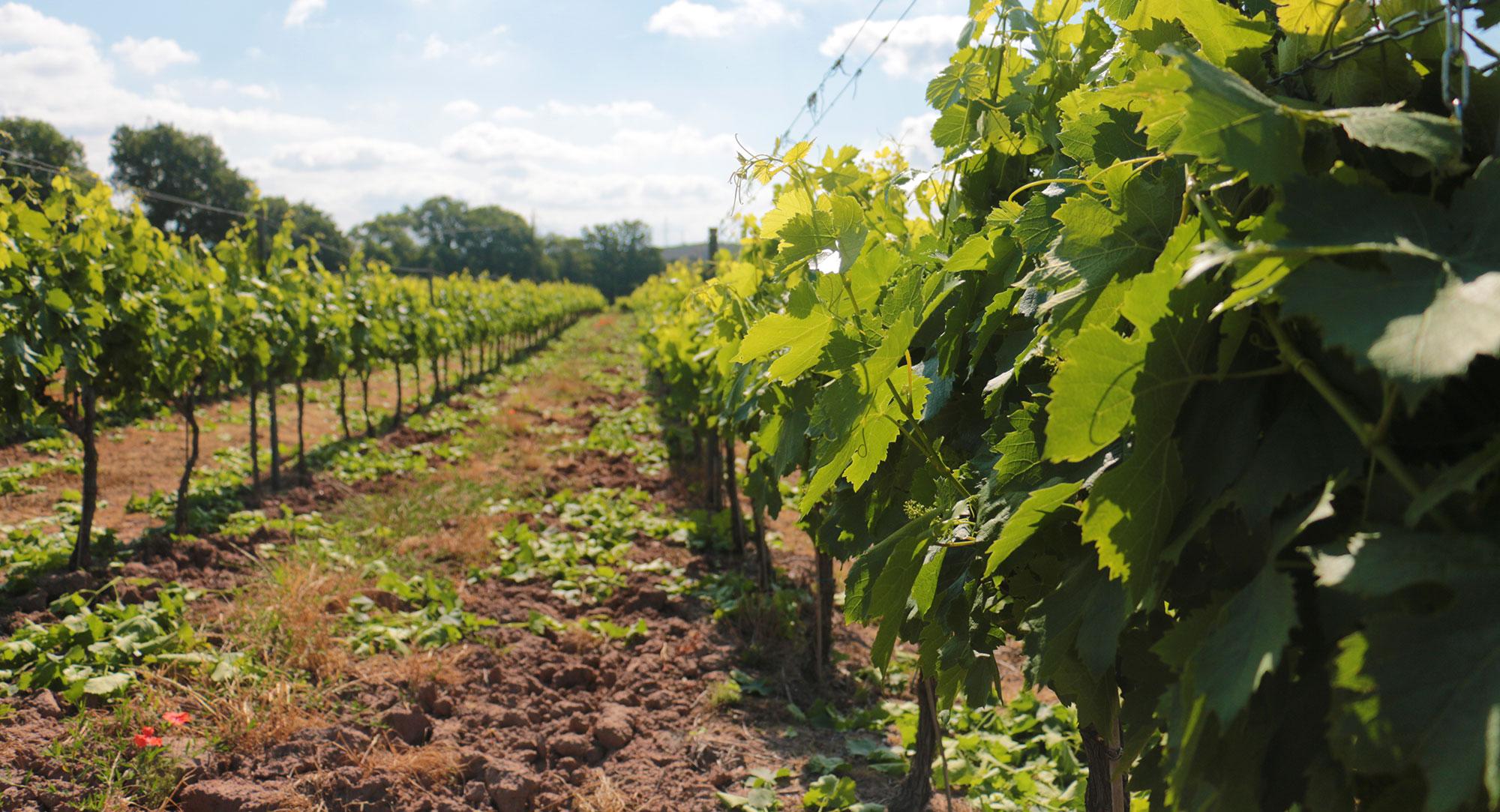 Domaine de la Maurette