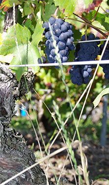Champagne Pouillon Chayoux