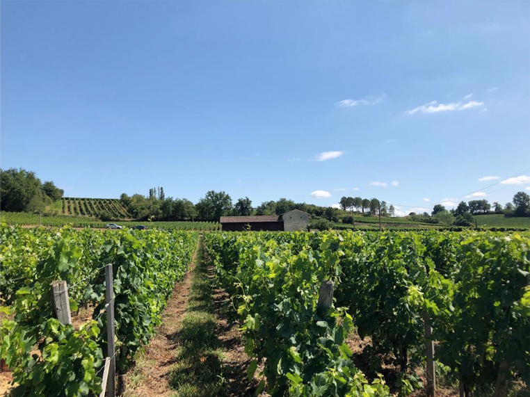 Chateau Enghen Les Terres Blanches