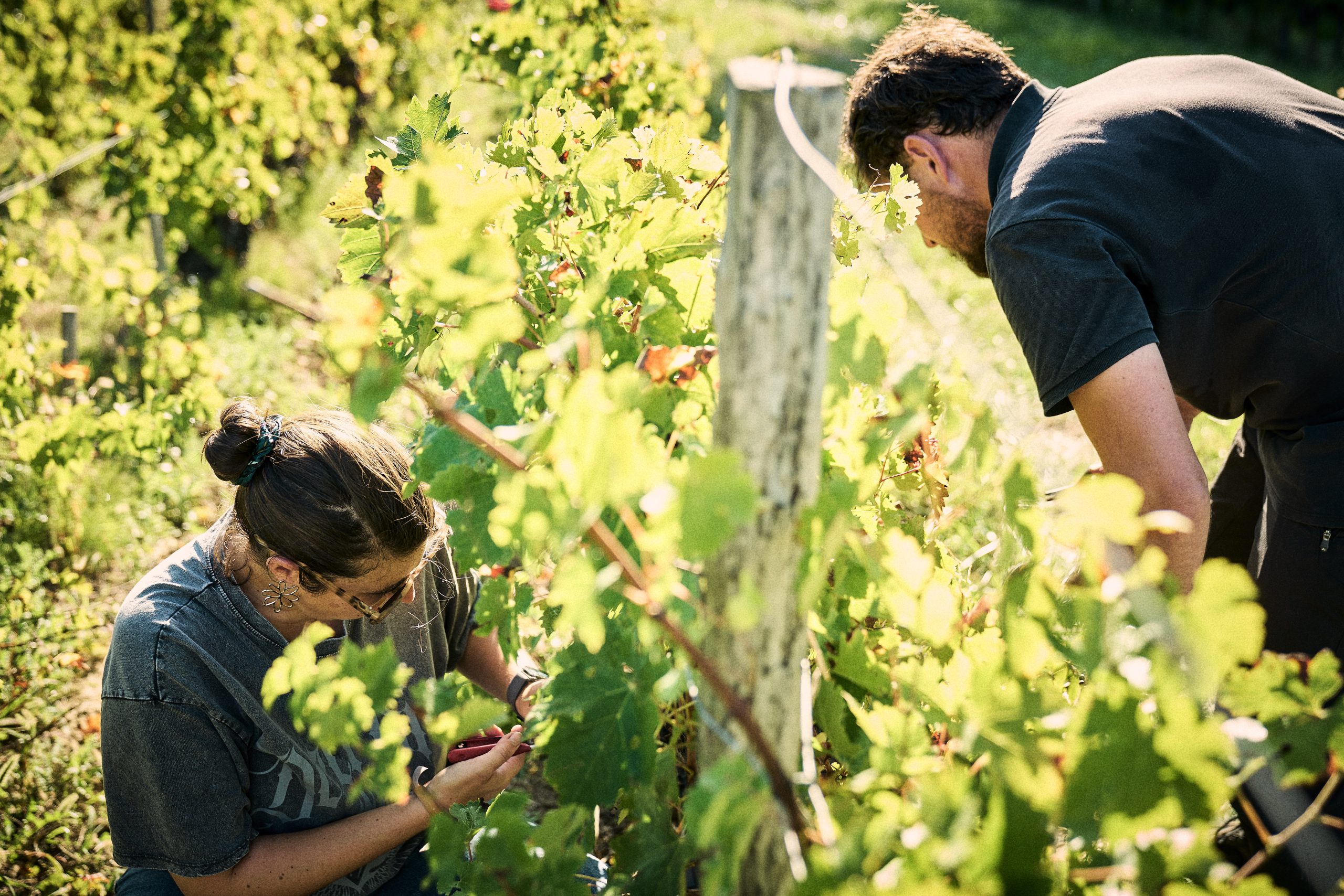 Domaine Baudon