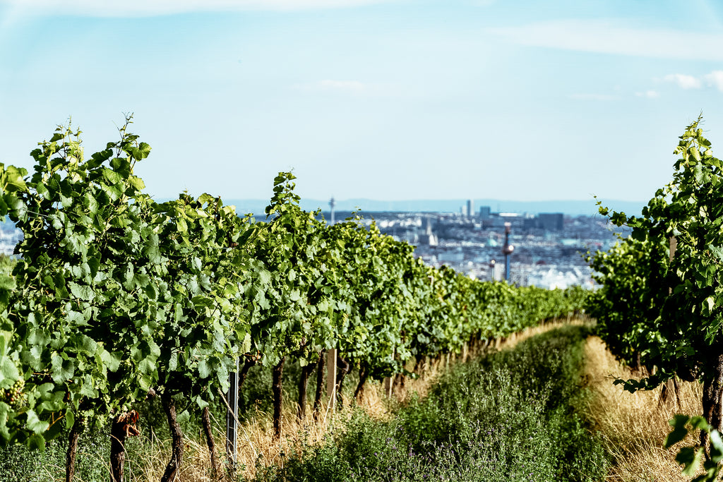 Bioweingut Lenikus