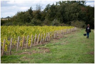 Domaine des Athénées