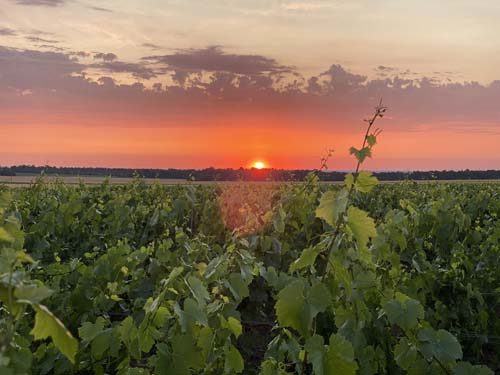 Champagne Pertois-Moriset