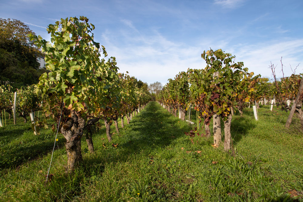 La Grande Vignolle Domaine Filliatreau
