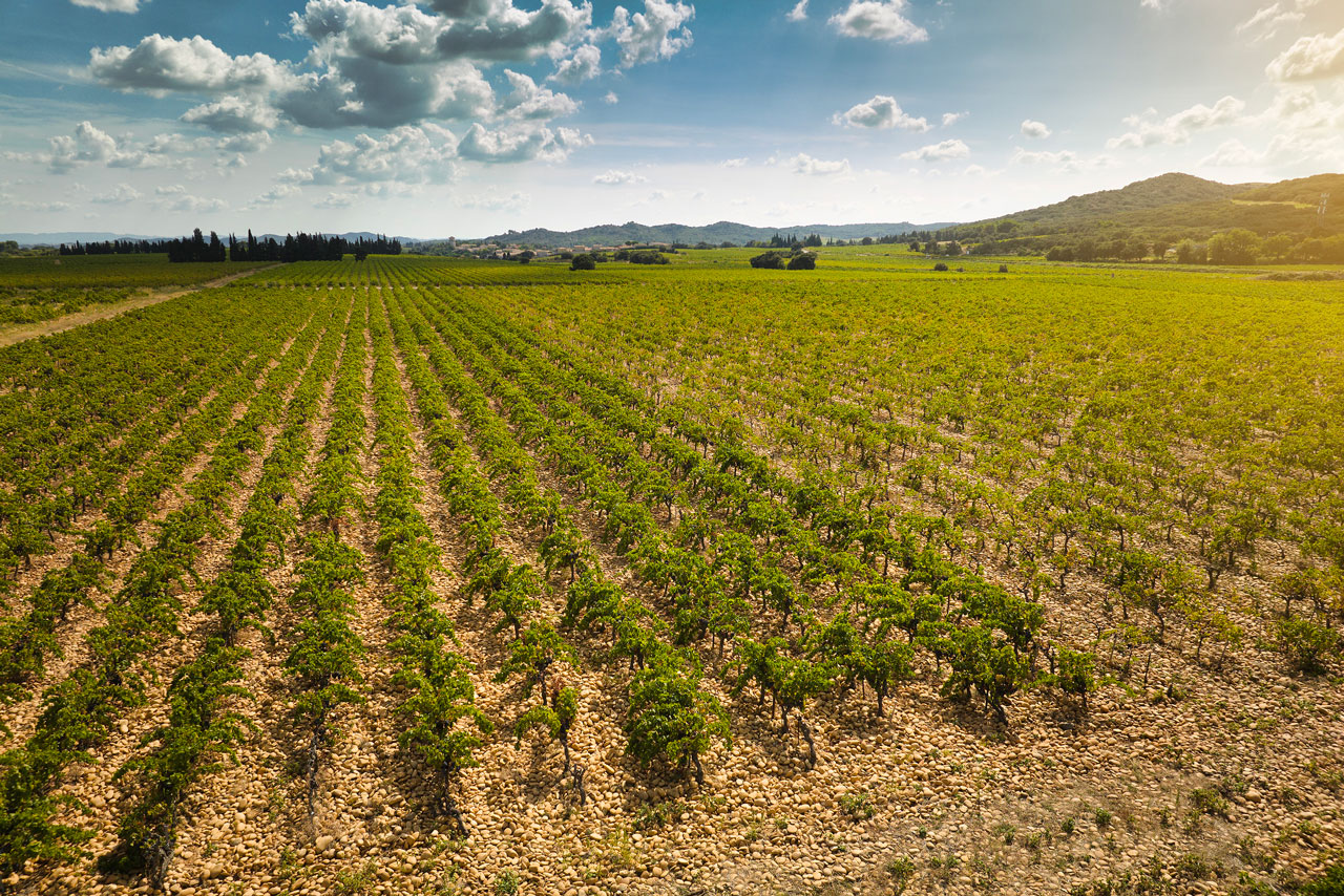 Domaine du Joncier