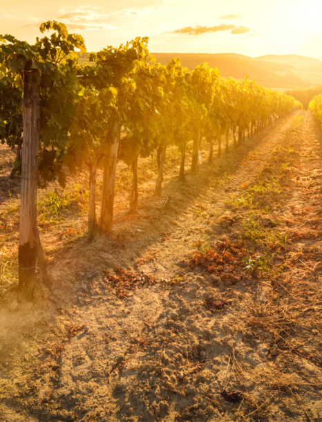Château Tayac