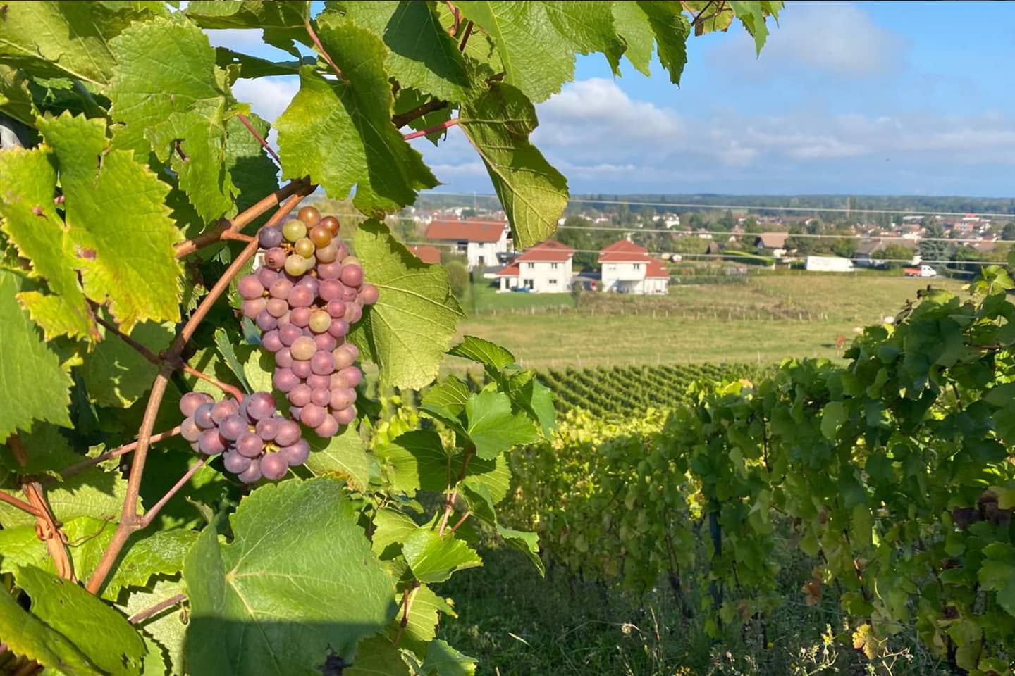 Les Vignes de Paradis