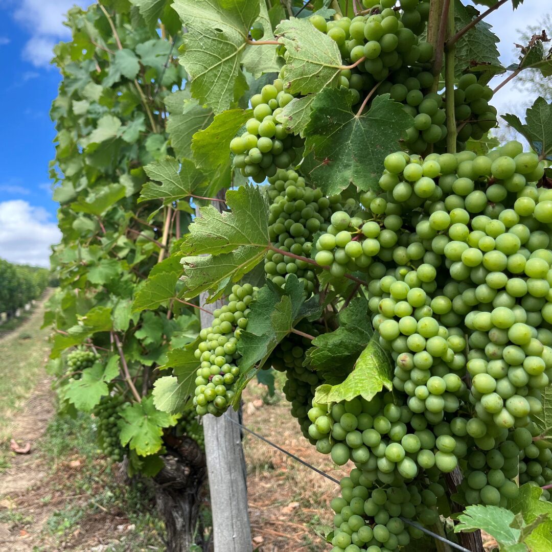 Domaine Bodineau