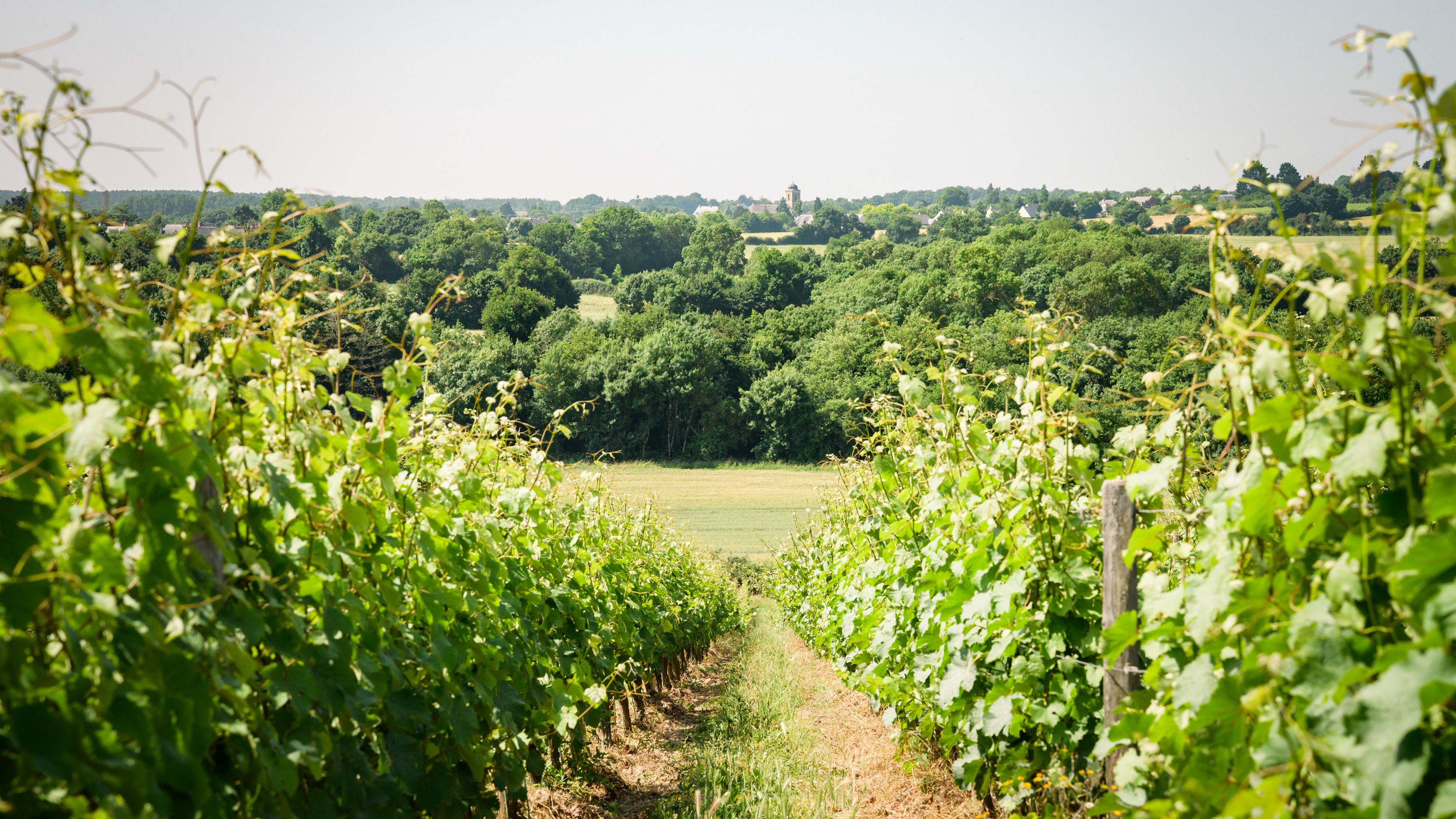 Domaine de Haute Perche