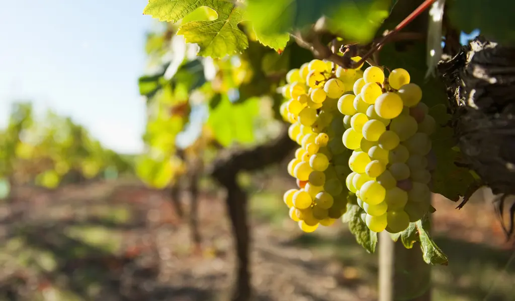 Domaine de l'Aiguillette