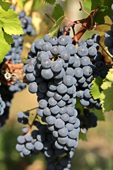 Domaine de la Gonorderie