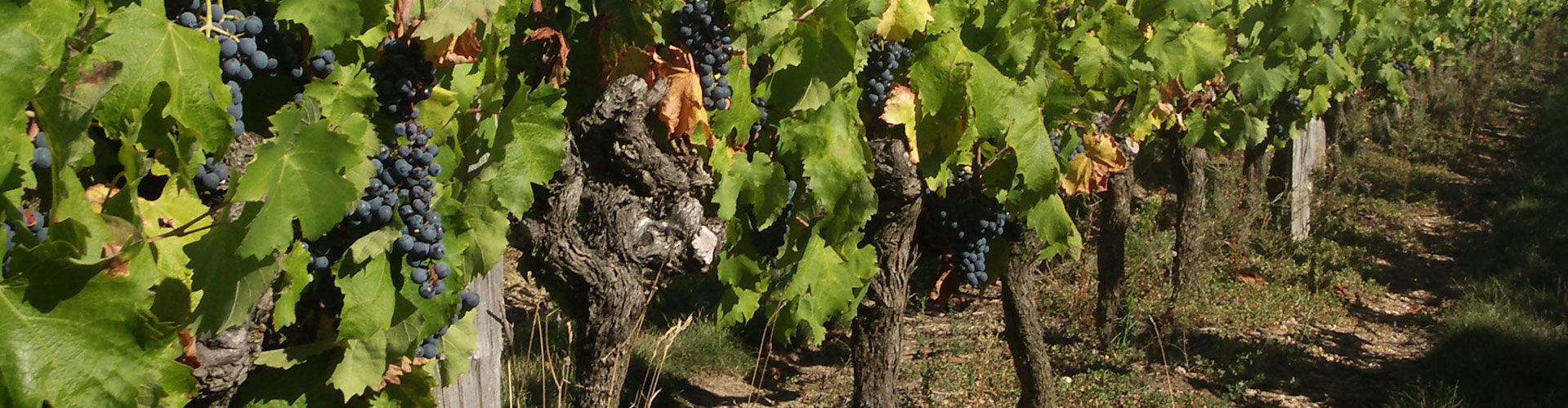 Domaine de la Raimbaudière