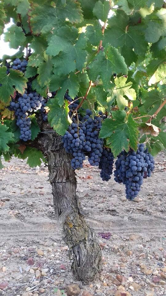 Domaine de la Rodaie
